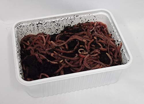 Green Gardener Wormery/Composting Worms (250) Amazon.co.uk Garden