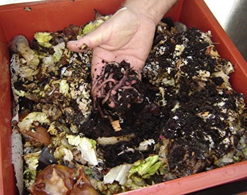 Green Gardener Wormery/Composting Worms (250) Amazon.co.uk Garden - Image 3