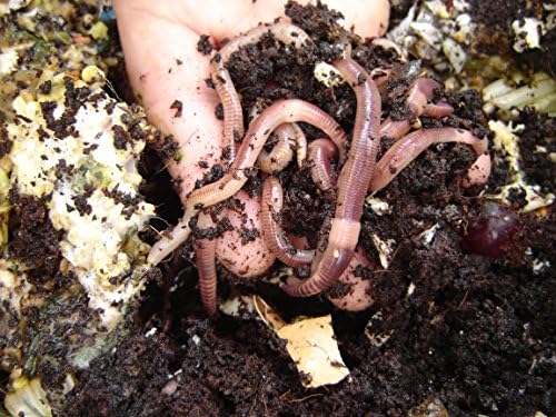 Green Gardener Wormery/Composting Worms (250) Amazon.co.uk Garden - Image 4